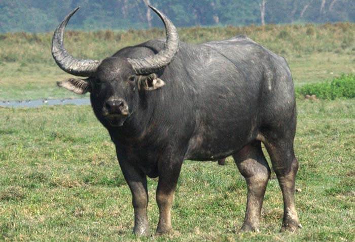 Азиатские буйволы
