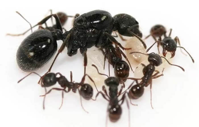 Арало-каспийский муравей-жнец