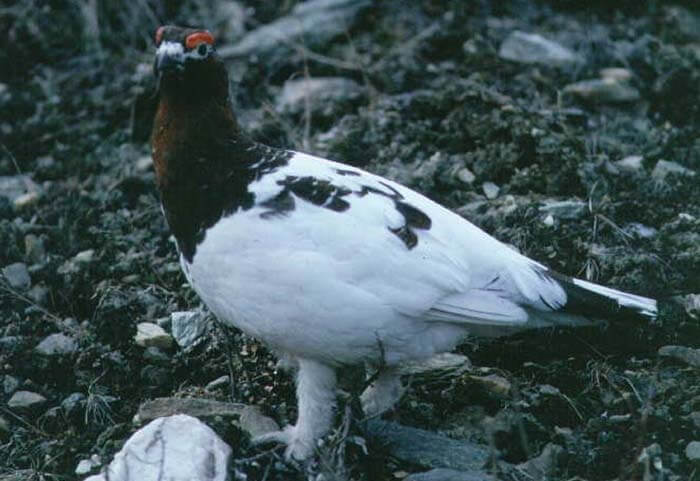 Белая куропатка