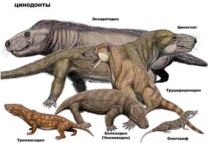 Белезодон