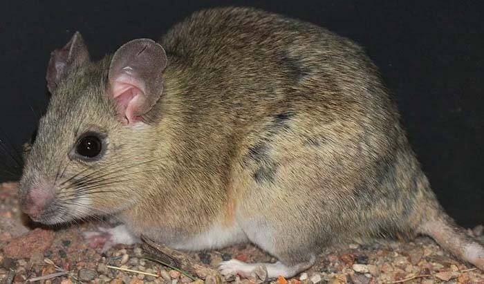 Белогорлый лесной хомяк
